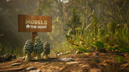 Morels: The Hunt