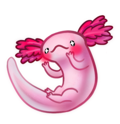 Axolotl is Dry