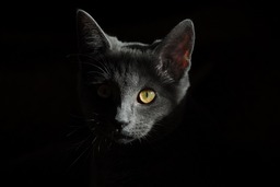 Meow Go