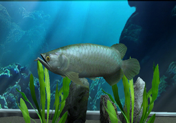 Colorful Aquarium: My Little Mermaid