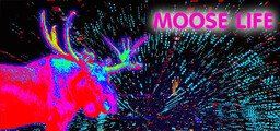 Moose Invasion