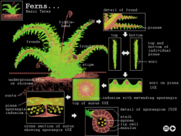 BiologicA!: Explore Life