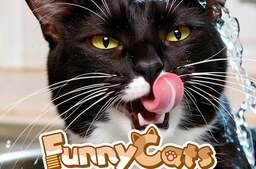 Funny Cats Puzzle