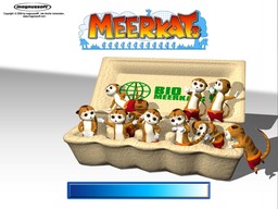 Ace Meerkats